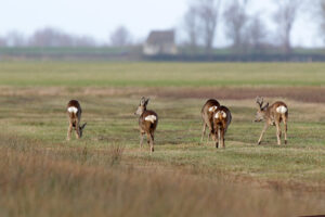 In het weekend felle buien bij maxima van 7 tot 10 graden