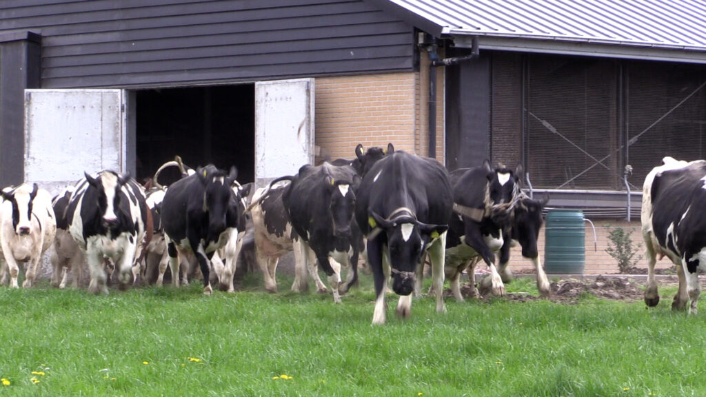 RBNieuws.nl - Het laatste nieuws uit Friesland, Groningen en Drenthe