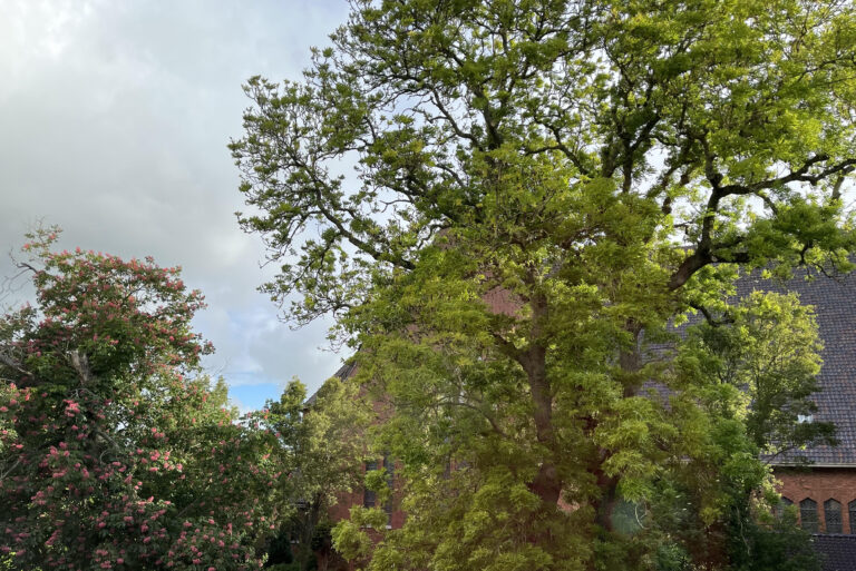 Weersverwachting maandag 13 april: Hardnekkige bewolking domineert, maar het blijft grotendeels droog