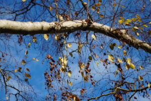 Weersverwachting zaterdag: stapelwolken en zon