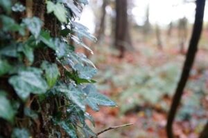 Weersverwachting zondag: enkele buien, zuiden meest droog